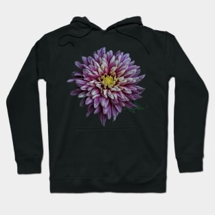 Chrysanthemum Autumnal Flower Closeup Hoodie